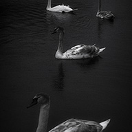 ID462 Cygnets and Swan by Nicholas m Vivian