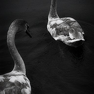 ID464 Cygnets at Angles by Nicholas m Vivian