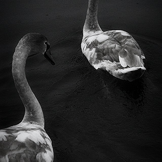 ID464 Cygnets at Angles by Nicholas M Vivian