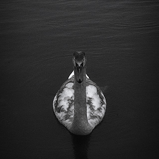 ID466 Cygnets Composition by Nicholas M Vivian