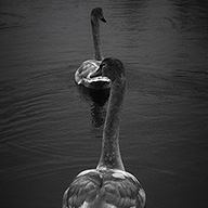 ID470 Cygnets in Line by Nicholas m Vivian