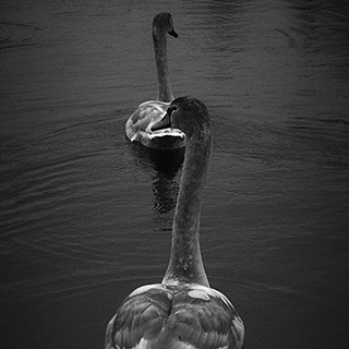 ID470 Cygnets in Line by Nicholas M Vivian