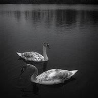 ID468 Cygnets in Scene by Nicholas m Vivian