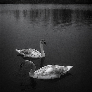 ID468 Cygnets in Scene by Nicholas M Vivian