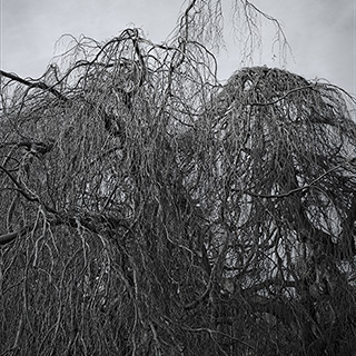 ID505 Weeping Beech by Nicholas M Vivian