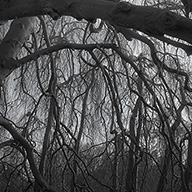 ID506 Weeping Beech by Nicholas m Vivian