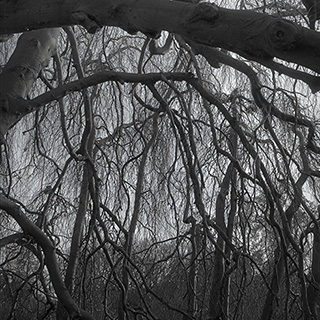 ID506 Weeping Beech by Nicholas M Vivian