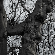 ID508 Weeping Beech by Nicholas m Vivian