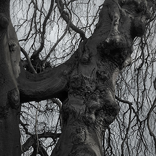 ID508 Weeping Beech by Nicholas M Vivian