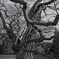 ID485 Black Locust Tree by Nicholas m Vivian