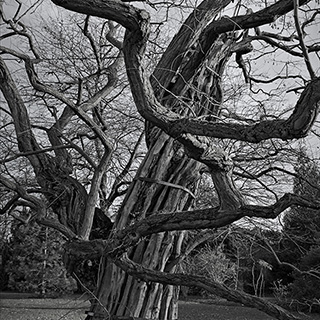 ID485 Black Locust Tree by Nicholas M Vivian