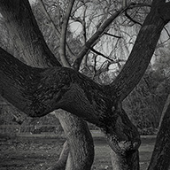 ID491 Cucumber Tree by Nicholas m Vivian