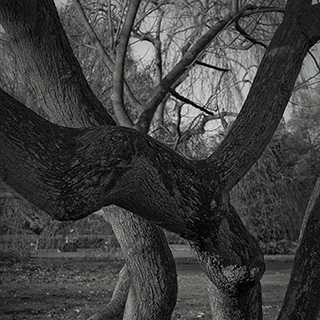 ID491 Cucumber Tree by Nicholas M Vivian