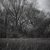 ID513 Reedbeds by Nicholas m Vivian