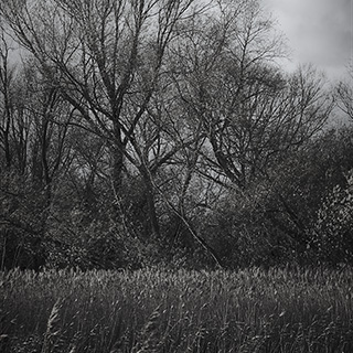 ID513 Reedbeds by Nicholas M Vivian