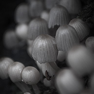 ID515 Fairy Inkcap by Nicholas m Vivian