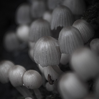 ID515 Fairy Inkcap by Nicholas M Vivian