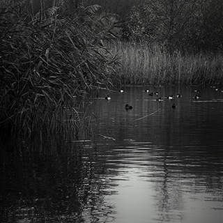 ID511 Reedbeds by Nicholas M Vivian