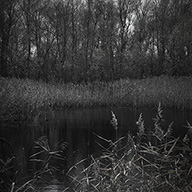 ID510 Reedbeds by Nicholas m Vivian