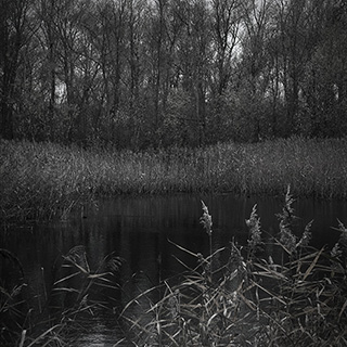 ID510 Reedbeds by Nicholas M Vivian