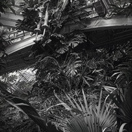 ID534 Palm House by Nicholas m Vivian