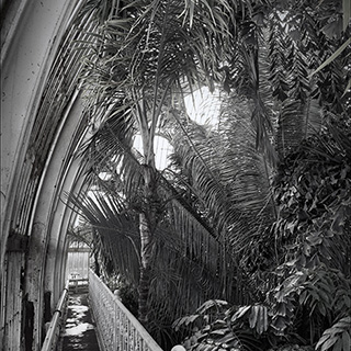 ID536 Palm House by Nicholas M Vivian