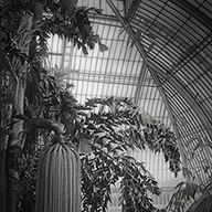 ID537 Palm House by Nicholas m Vivian