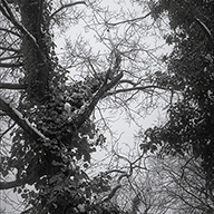 ID565 Cemetery Canopy by Nicholas m Vivian