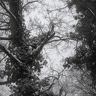 ID565 Cemetery Canopy by Nicholas M Vivian