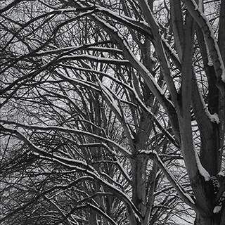 ID563 Snow on Branches by Nicholas M Vivian