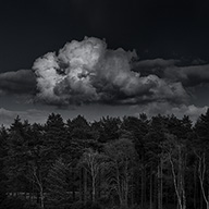 ID576 Cumulus above Trees by Nicholas m Vivian