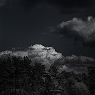 ID577 Cumulus amongst Trees by Nicholas M Vivian