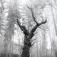 ID579 Dead Tree by Nicholas m Vivian
